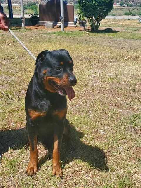 An adult extra large-sized male Rottweiler dog named Osiris for adoption in Castaic, CA