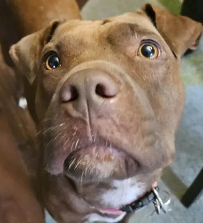 Dixie