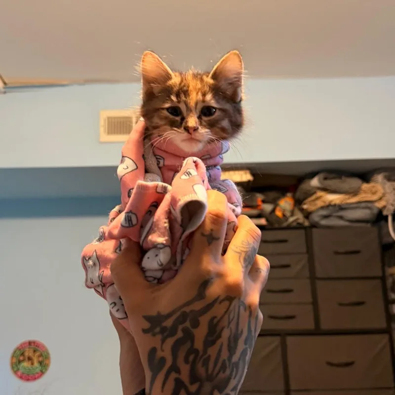 A baby small-sized female Brown / Chocolate Domestic Medium Hair cat named Junebug for adoption in Overland Park, KS