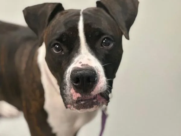An adult large-sized female Mixed Breed dog named Queen for adoption in Ridgewood, NY