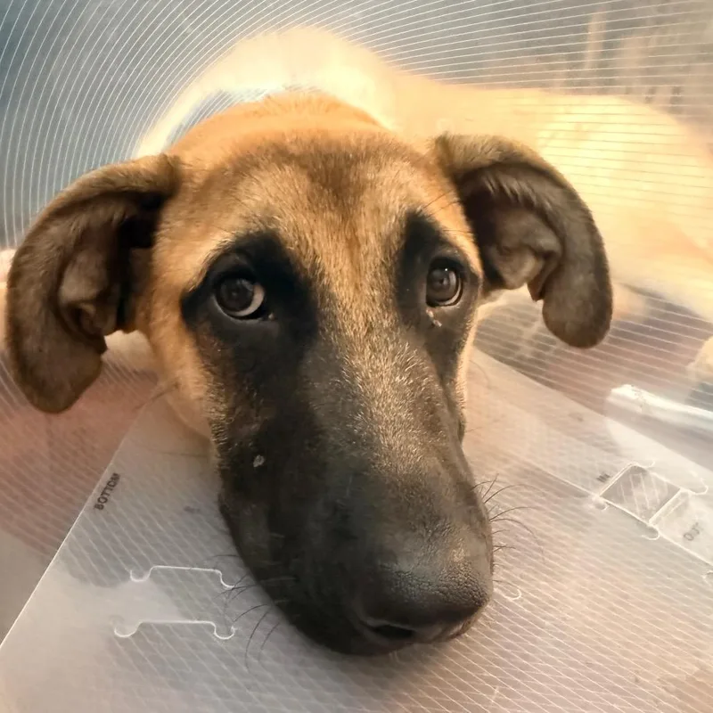 A young medium-sized male Yellow / Tan / Blond / Fawn Shepherd dog named Bruce for adoption in Columbia, MO