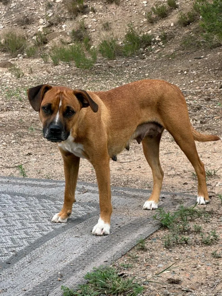 Mirae