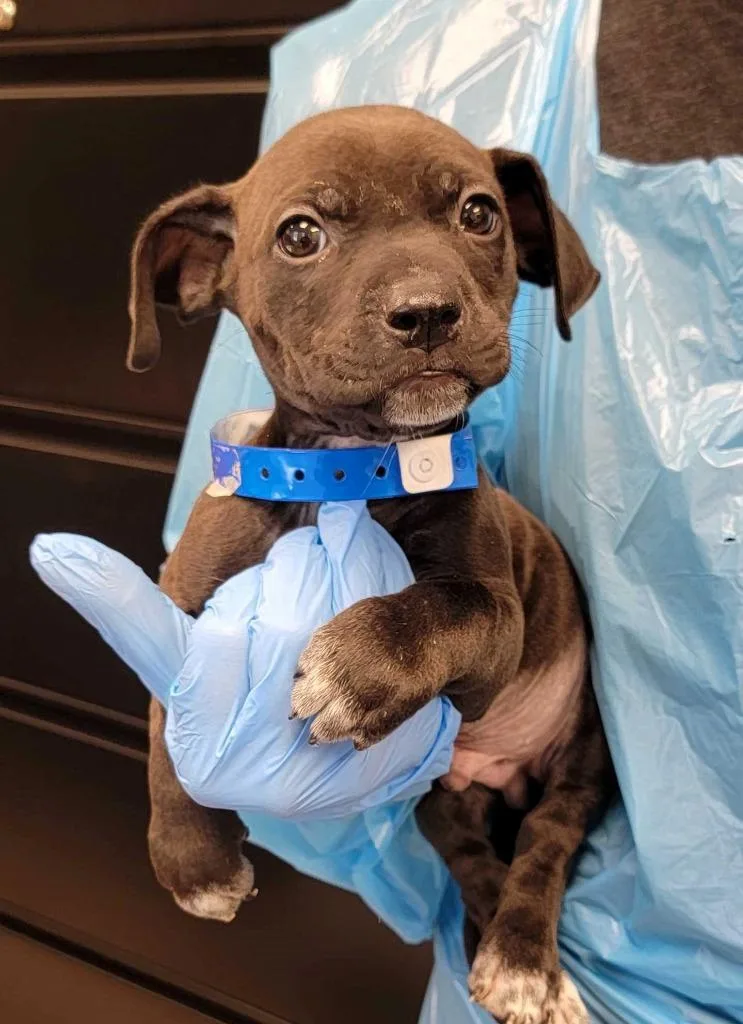 A baby medium-sized male Mixed Breed dog named St. Patrick's Day for adoption in Chillicothe, OH