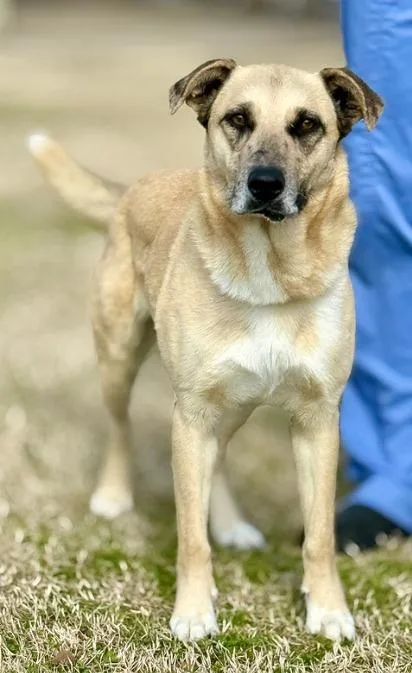 An adult large-sized female Shepherd dog named Birdie for adoption in Warren, MI