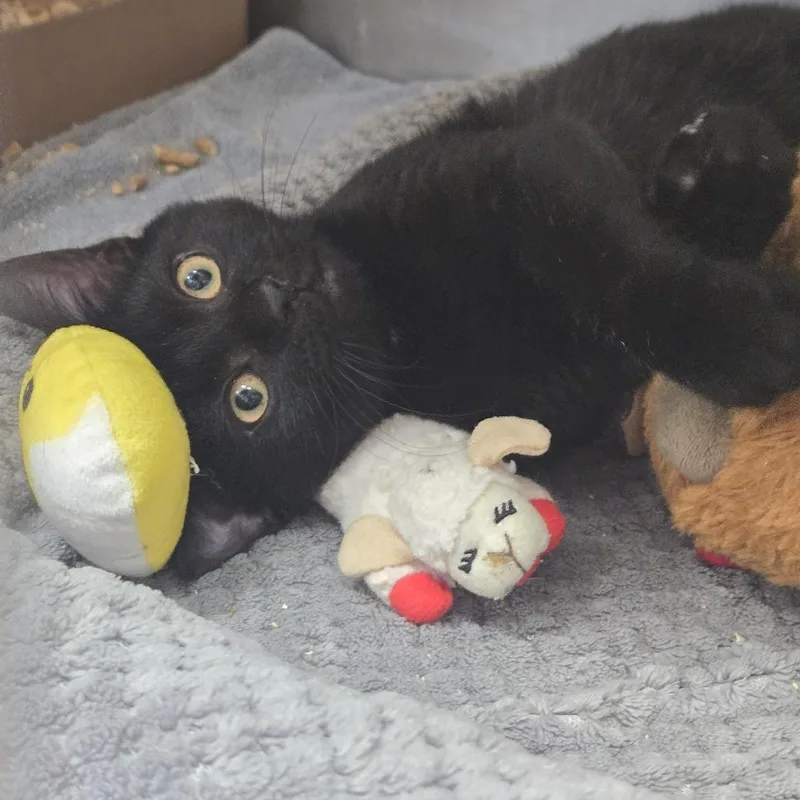 A baby medium-sized male Black Domestic Short Hair cat named Cole for adoption in Nashville, TN