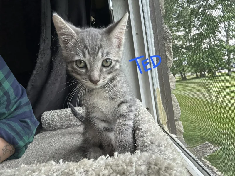 A baby small-sized male Gray / Blue / Silver Domestic Short Hair cat named Ted for adoption in Indianapolis, IN