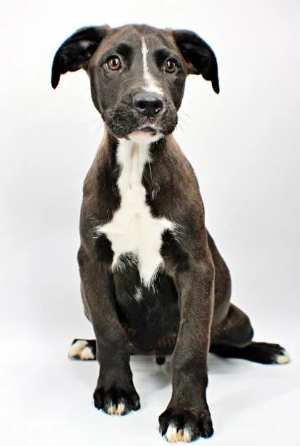 A baby large-sized male Labrador Retriever dog named Bowie for adoption in Morton Grove, IL