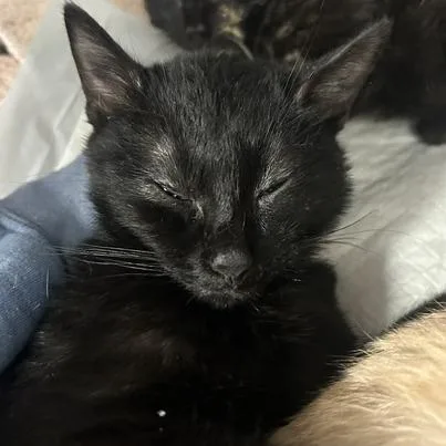 A baby small-sized male Black Domestic Medium Hair cat named Theodore for adoption in Durango, CO