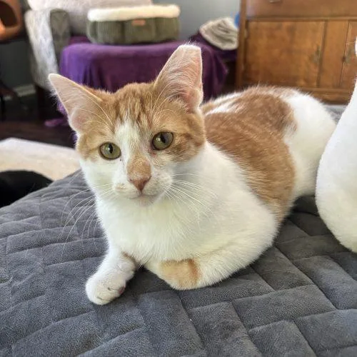 A young small-sized male Domestic Short Hair cat named Orangesicle for adoption in Kenosha, WI