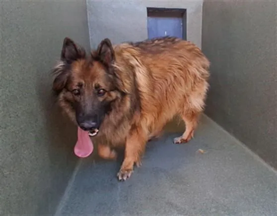 An adult extra large-sized male German Shepherd Dog dog named Pike for adoption in Gardena, CA