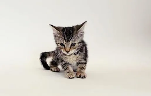 A baby small-sized male Domestic Short Hair cat named Chrome for adoption in Saint Louis, MO