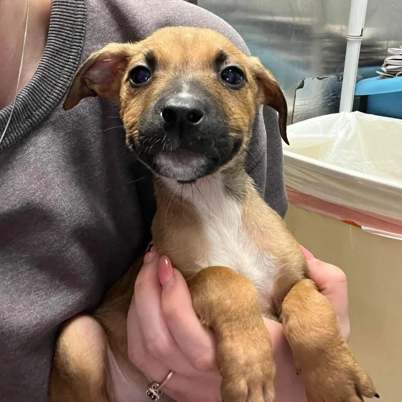 A baby small-sized male Mixed Breed dog named Navy Bean for adoption in Edwardsville, IL