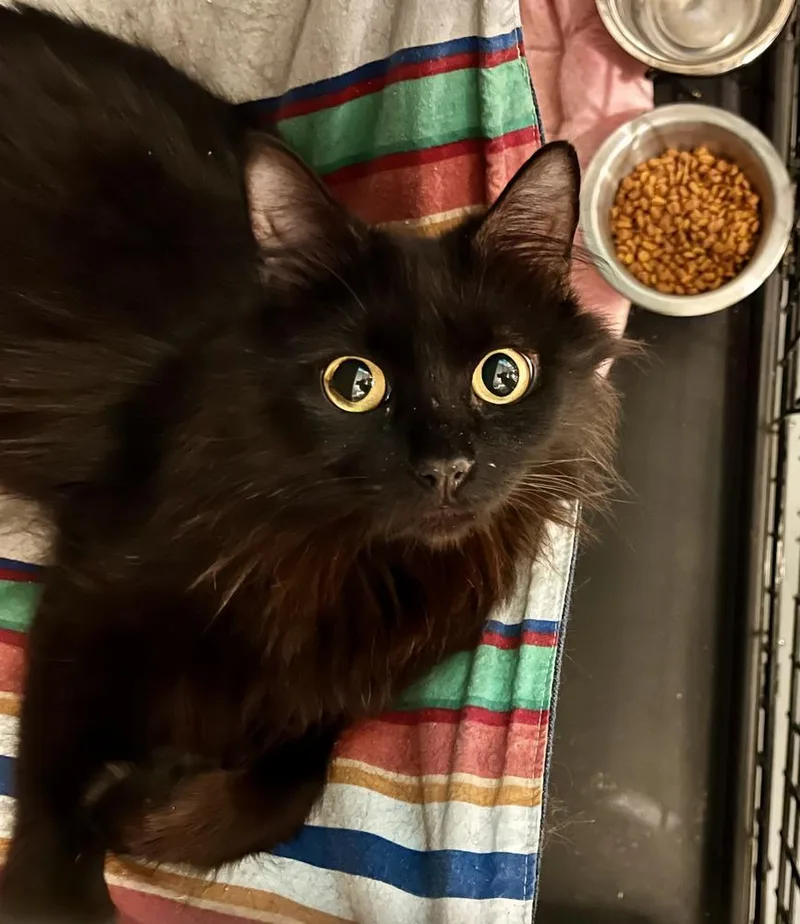Portabella