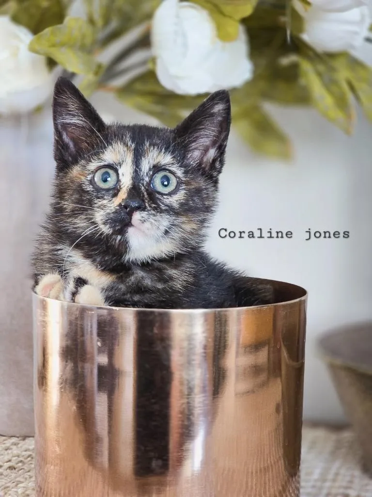 A baby small-sized female Domestic Short Hair cat named Coraline Jones for adoption in Sandy, UT