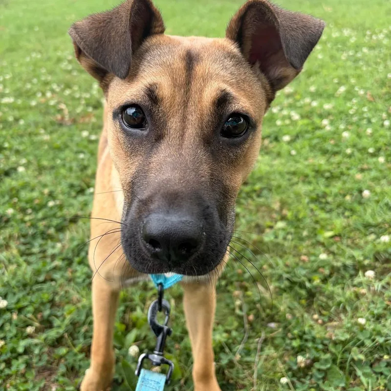 A young medium-sized female Yellow / Tan / Blond / Fawn Mixed Breed dog named Callie for adoption in Newark, DE