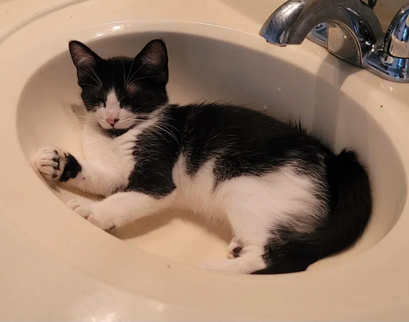 A baby medium-sized male Black & White / Tuxedo Domestic Medium Hair cat named Cosmo for adoption in Orlando, FL