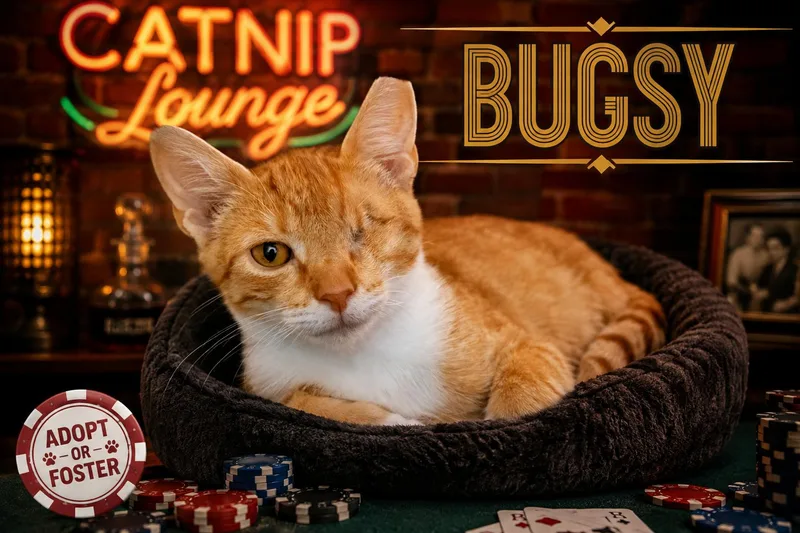 Bugsy thumbnail 2