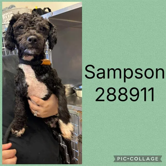 A young small-sized male Poodle dog named Sampson for adoption in Macon, GA