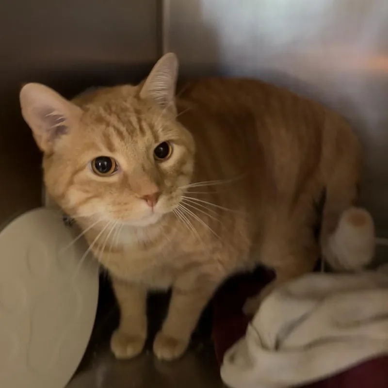An adult extra large-sized male Orange / Red Domestic Short Hair cat named Joker for adoption in Baltimore, MD