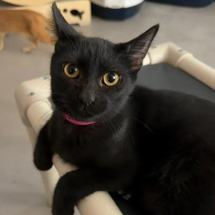 A young medium-sized female Black Domestic Short Hair cat named Snooki for adoption in Laredo, TX