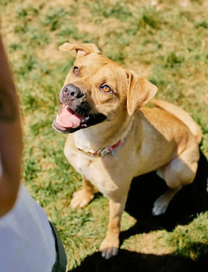A young medium-sized female Golden Boxer dog named Velma for adoption