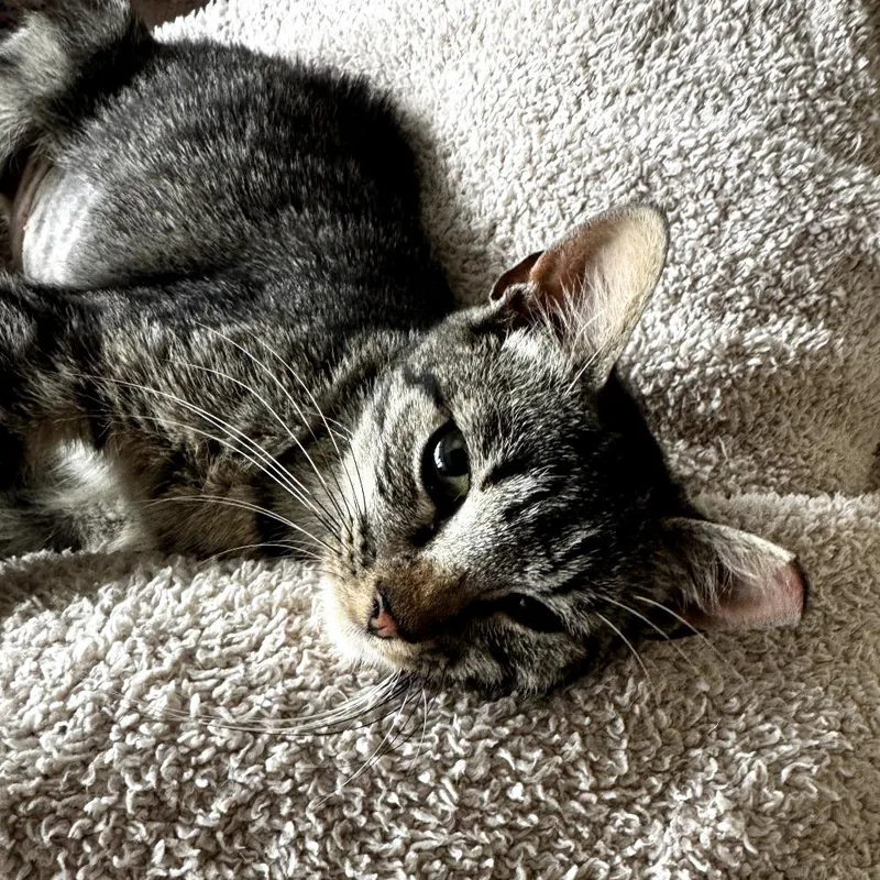 A young small-sized female Gray / Blue / Silver Domestic Short Hair cat named Zebra for adoption in Fairfax Station, VA
