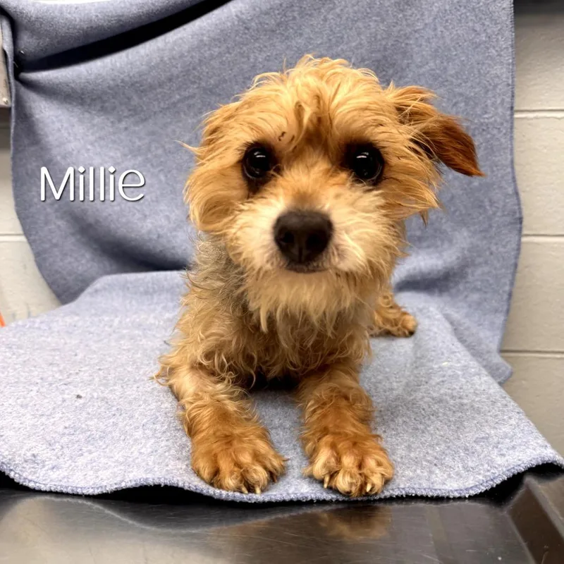 Millie