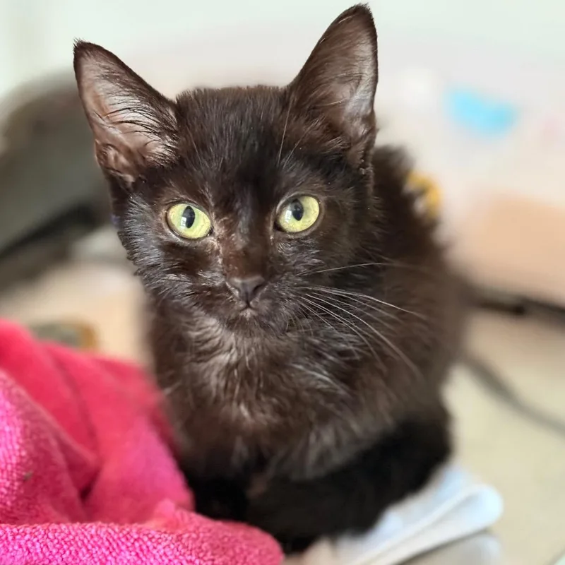 A baby small-sized female Domestic Short Hair cat named Elsa for adoption in Cumming, GA