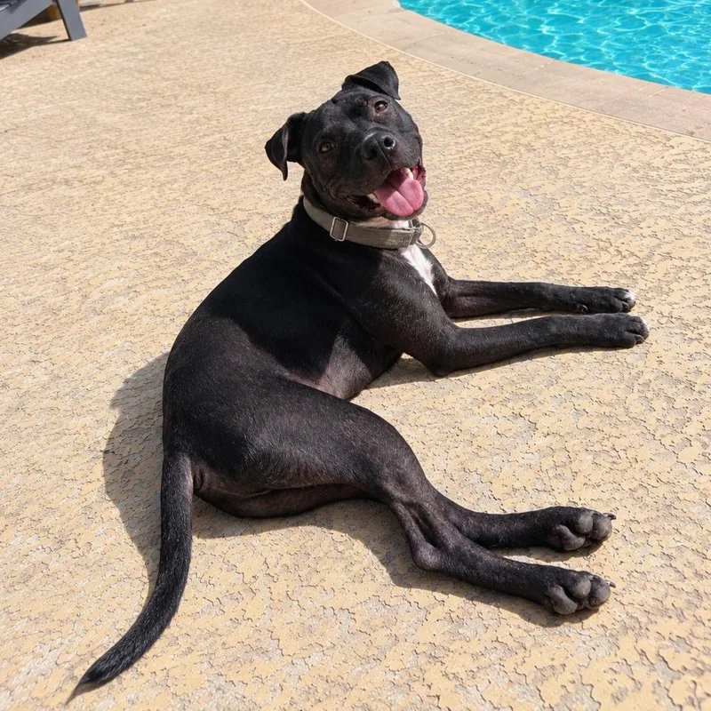 A young medium-sized male Black Boxer dog named Rune for adoption in Corpus Christi, TX