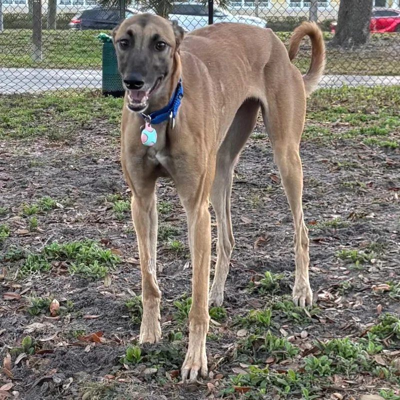 A young large-sized female Greyhound dog named Imark Hades for adoption in Tarpon Springs, FL