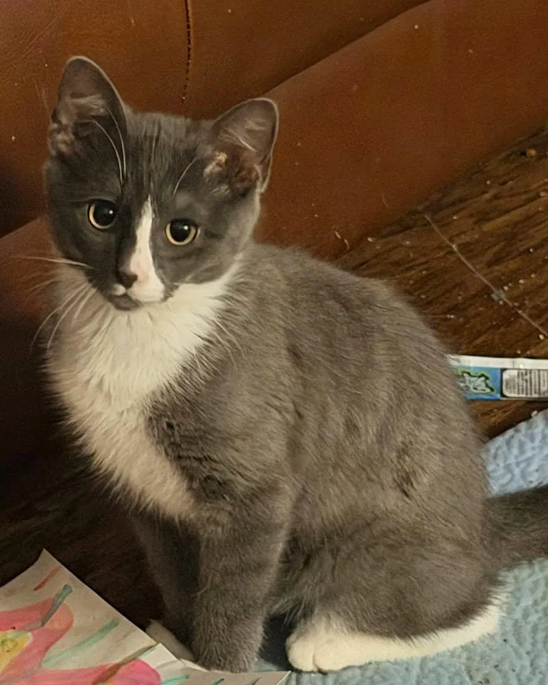 A baby small-sized male Gray & White Domestic Short Hair cat named Crash for adoption in Capshaw, AL