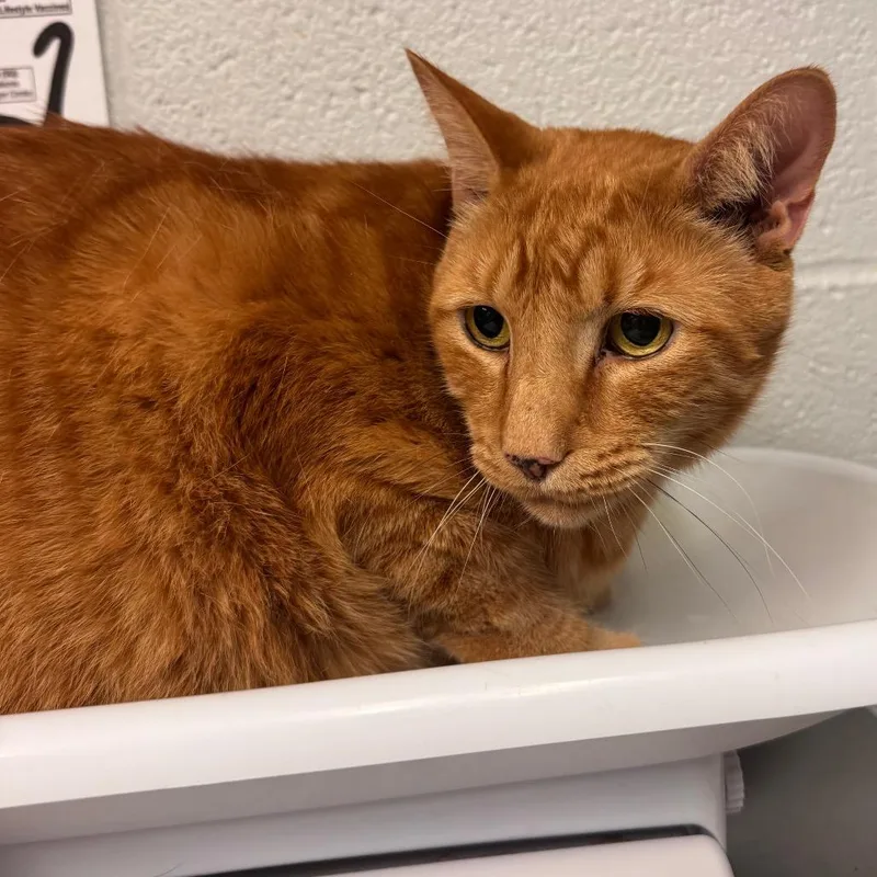 A senior extra large-sized male Orange / Red Domestic Short Hair cat named Oliver for adoption in Birdsboro, PA