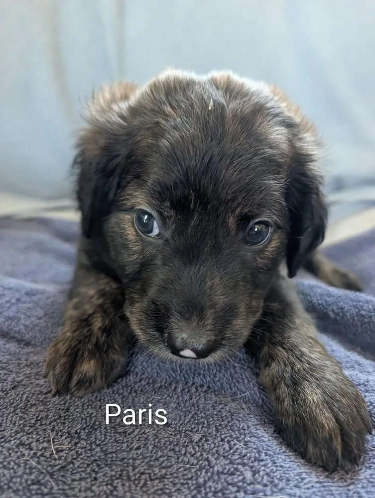 Paris Gavi thumbnail 2