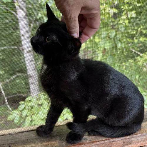 A baby small-sized female Bombay cat named Patch for adoption in Knoxville, TN