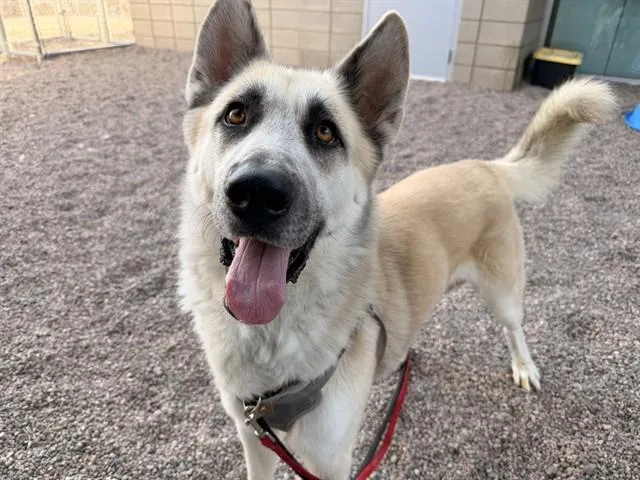 An adult large-sized male Akita dog named Wally for adoption in Mesa, AZ