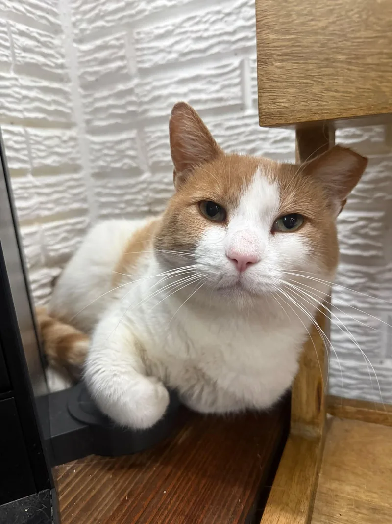 An adult large-sized male Tabby cat named Tommy for adoption in Grafton, WI