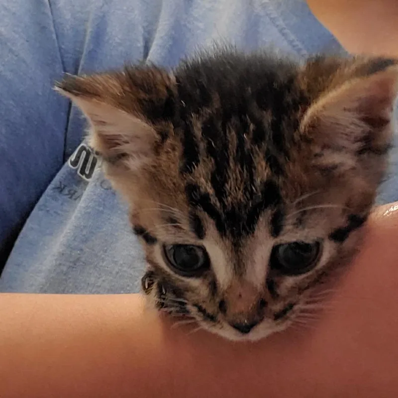 A baby small-sized male Gray / Blue / Silver Domestic Short Hair cat named Augustus for adoption in Lake Jackson, TX
