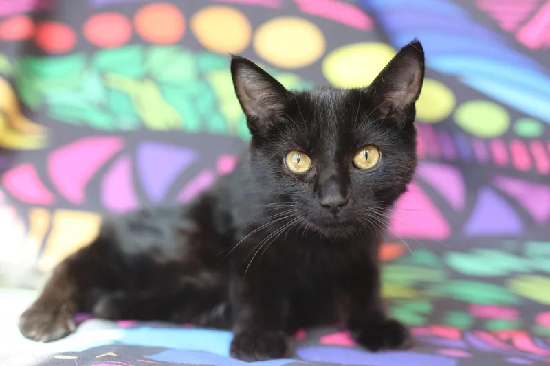 A young medium-sized female Domestic Short Hair cat named Muu for adoption in New Prague, MN