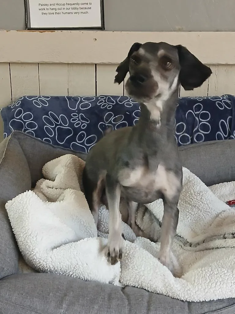 A young small-sized male Cockapoo dog named Calvin for adoption in Fort Worth, TX