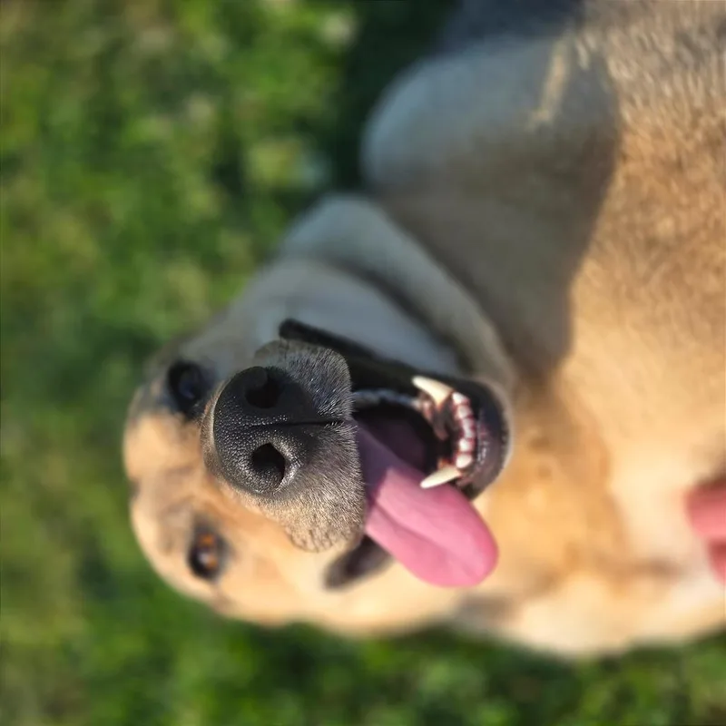 An adult large-sized female Yellow / Tan / Blond / Fawn Mixed Breed dog named Sky for adoption in Chattanooga, TN