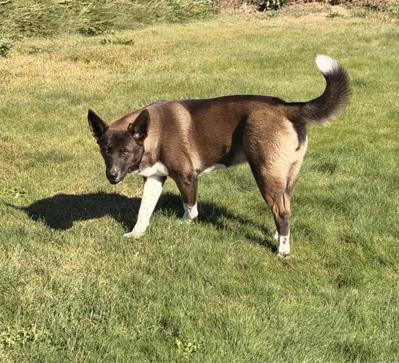An adult medium-sized female Brown / Chocolate German Shepherd Dog dog named Luna for adoption in North Bend, WA