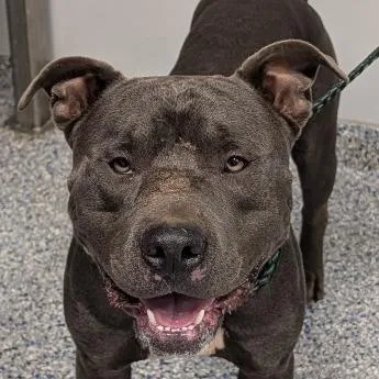 An adult medium-sized male Gray / Blue / Silver Mixed Breed dog named HulkScrappy for adoption in Greenville, SC
