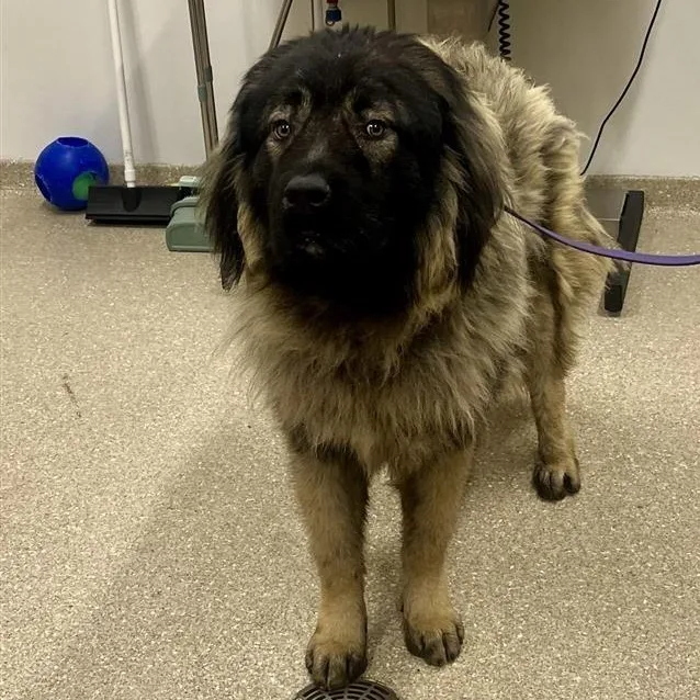 An adult extra large-sized male Caucasian Sheepdog / Caucasian Ovtcharka dog named Mister for adoption in Prince Frederick, MD
