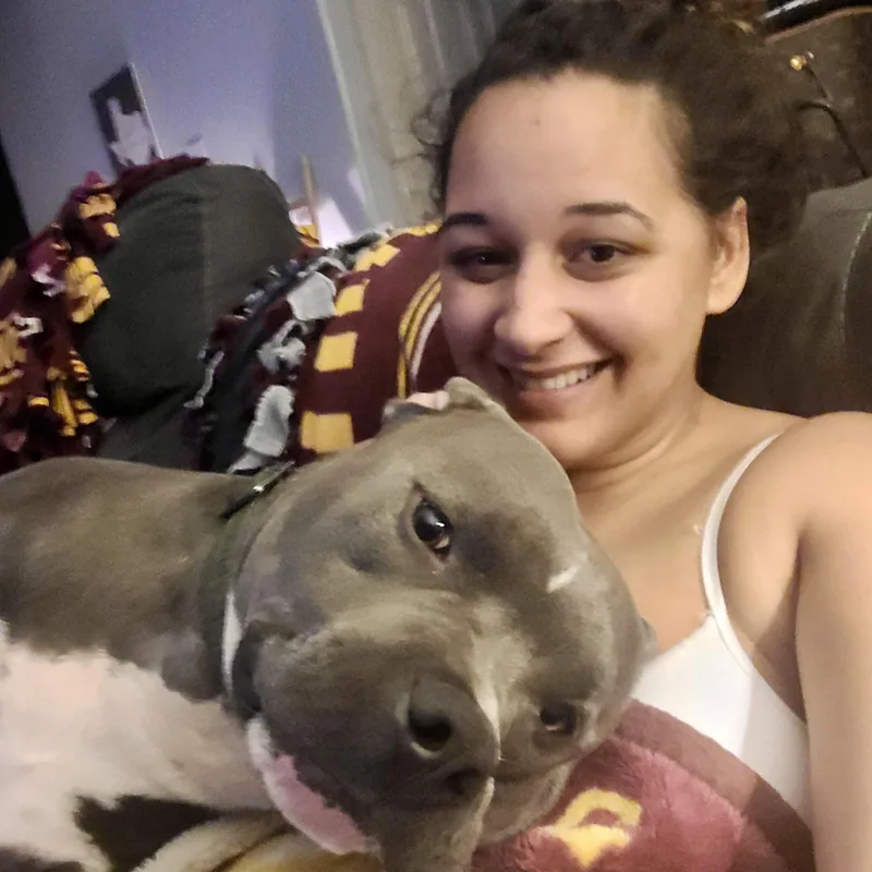 An adult large-sized male Gray / Blue / Silver American Staffordshire Terrier dog named Max for adoption in Cypress, TX