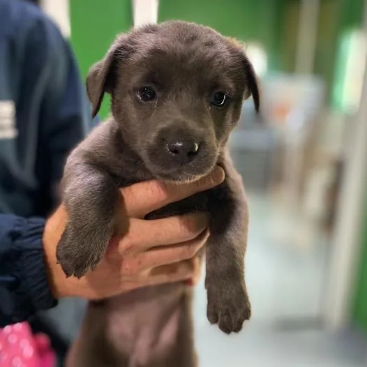 A baby small-sized female Gray / Blue / Silver Terrier dog named Tuesday for adoption in Kyle, TX