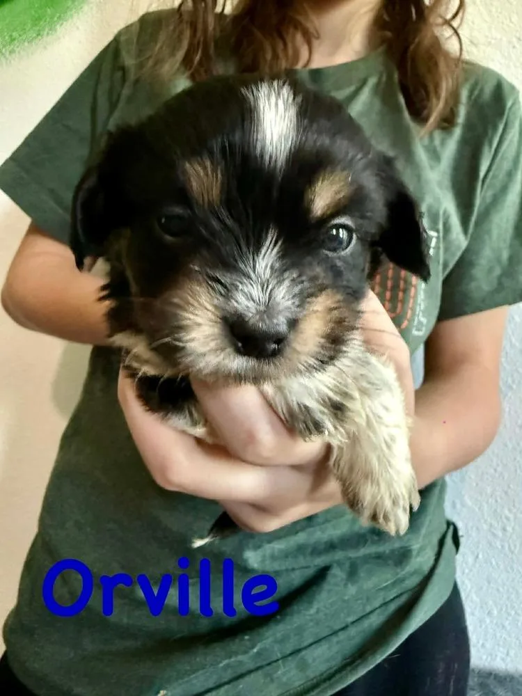 A baby small-sized male Tricolor (Brown, Black, & White) Cockapoo dog named Orville for adoption in Syracuse, NY