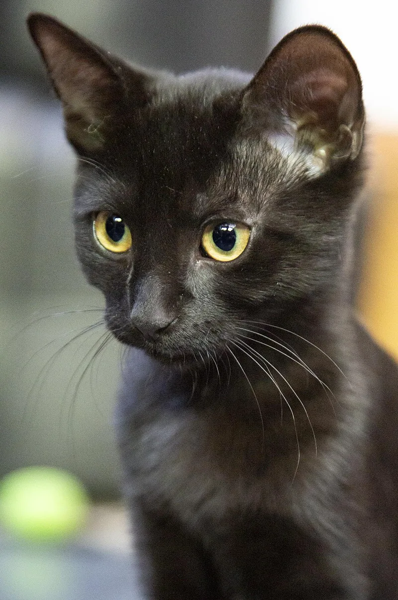 A baby medium-sized female Black Domestic Short Hair cat named Lotus for adoption in Chicago, IL