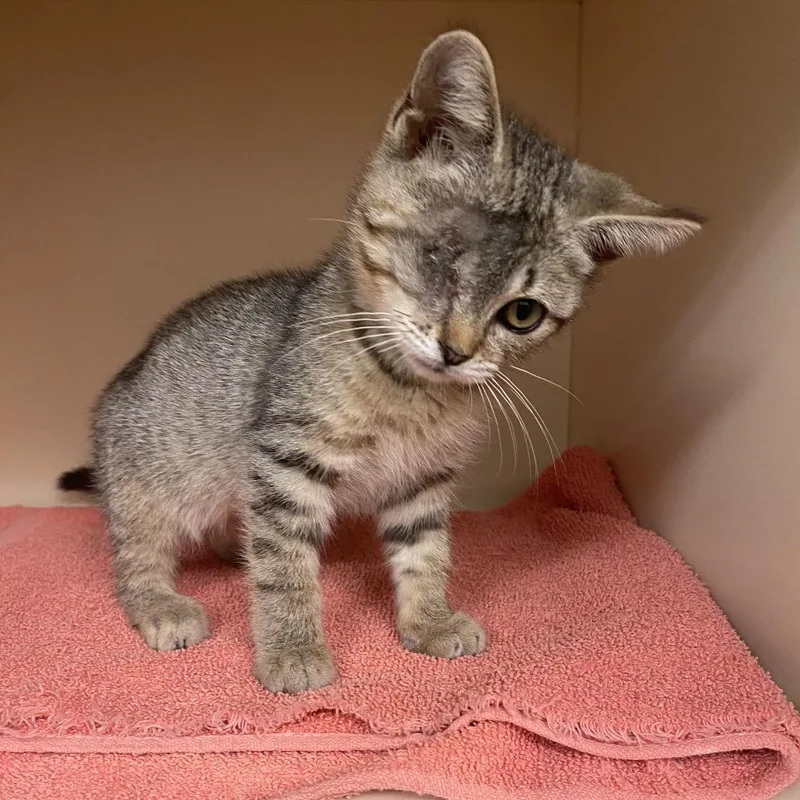 A baby small-sized male Buff / Tan / Fawn Domestic Short Hair cat named Ricky for adoption in Dayton, OH