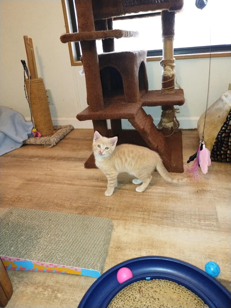 Ceylon Cinnamon thumbnail 2