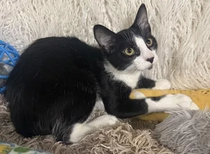 A baby small-sized male Domestic Short Hair cat named Zeke for adoption in Conway, SC